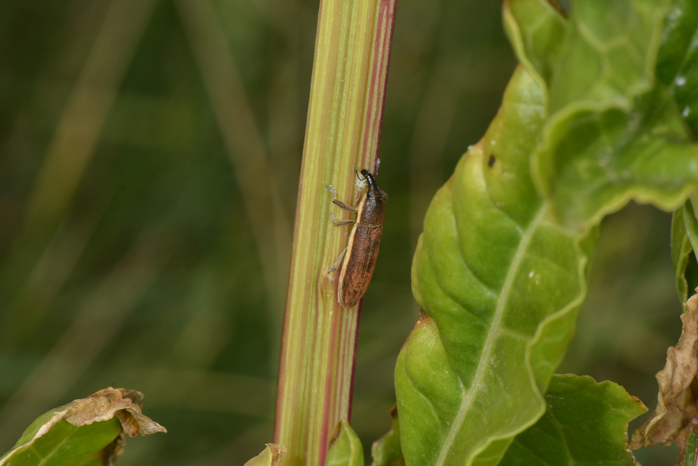 Curculionidae: Lixus juncii, femmina